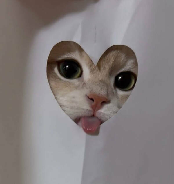 Every Day Feels Better With A Cat