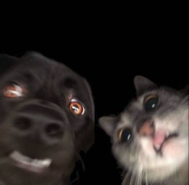 Snapshots From The Internet’s Favorite Weirdness Hub