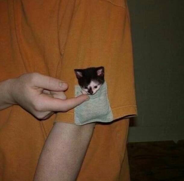 Snapshots From The Internet’s Favorite Weirdness Hub