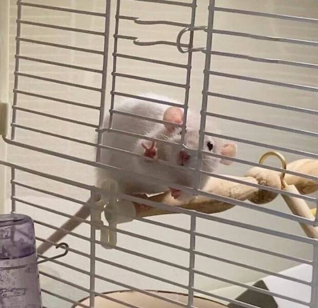 Snapshots From The Internet’s Favorite Weirdness Hub