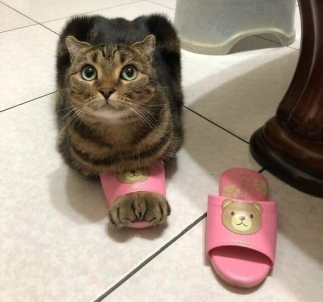 Snapshots From The Internet’s Favorite Weirdness Hub