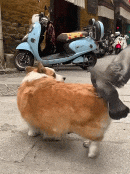 Daily Gifdump Daily Gifdump