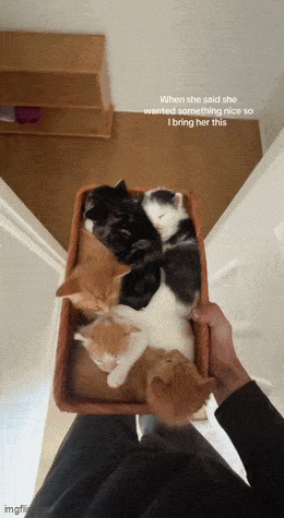 Daily Gifdump Daily Gifdump