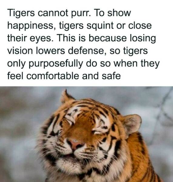 Photos That’ll Brighten Your Day And Your Brain