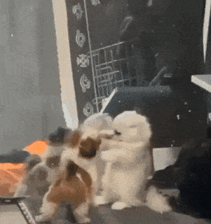 Daily Gifdump Daily Gifdump