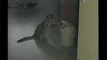 Daily Gifdump Daily Gifdump