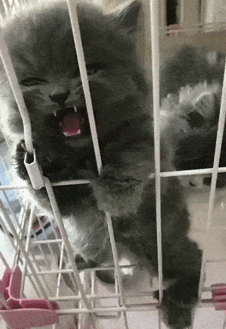 Daily Gifdump Daily Gifdump