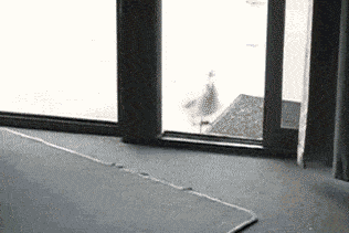 Daily Gifdump Daily Gifdump