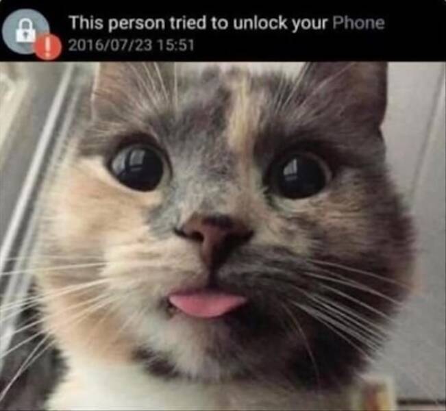 Photos That Remind Me My Cat Is Actually Cute