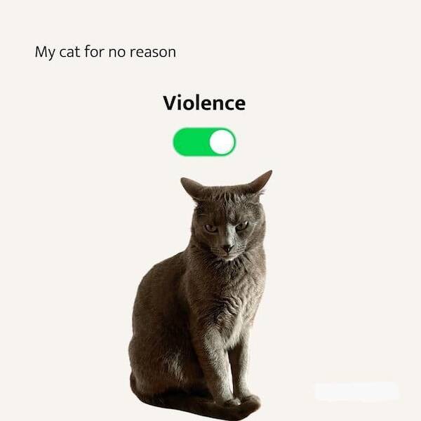 Photos That Remind Me My Cat Is Actually Cute