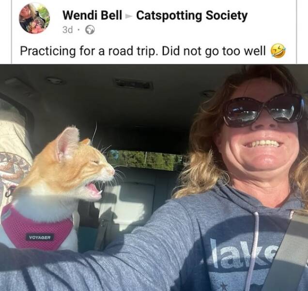 Photos That Remind Me My Cat Is Actually Cute