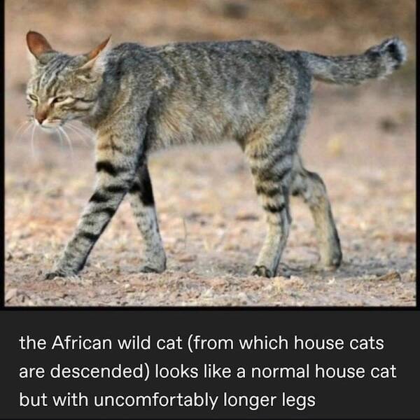 Photos That Remind Me My Cat Is Actually Cute