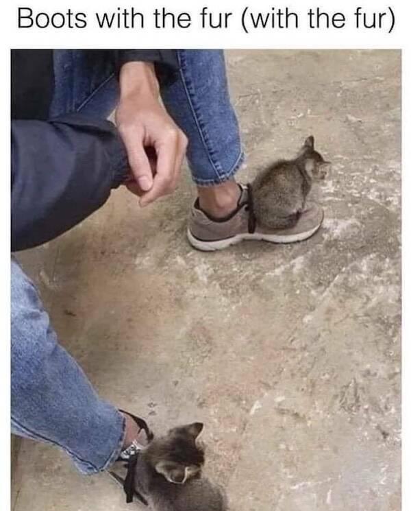 Photos That Remind Me My Cat Is Actually Cute