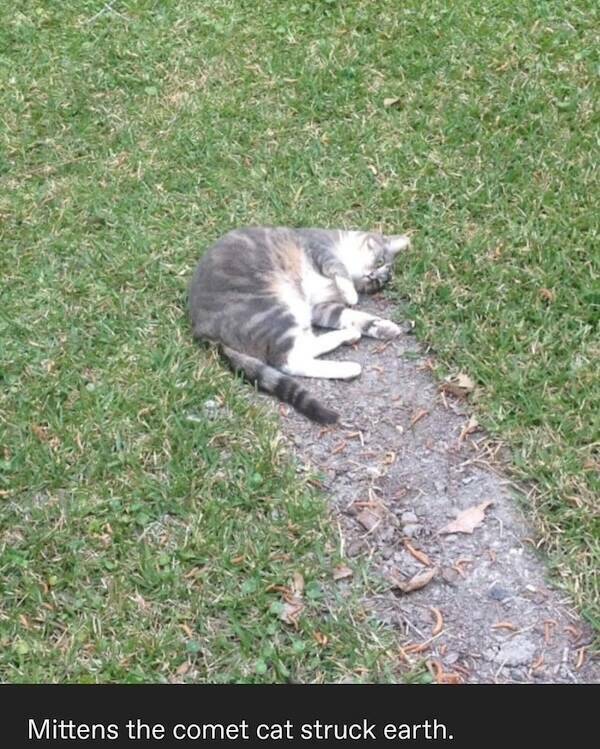 Photos That Remind Me My Cat Is Actually Cute