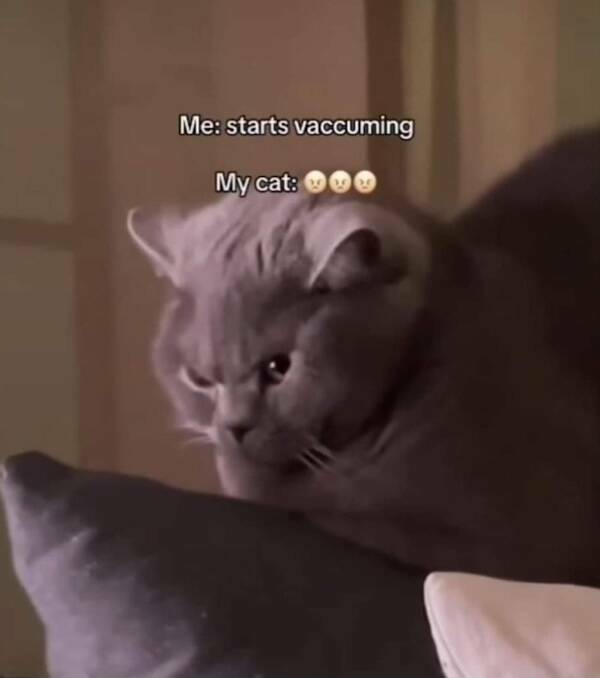 Photos That Remind Me My Cat Is Actually Cute