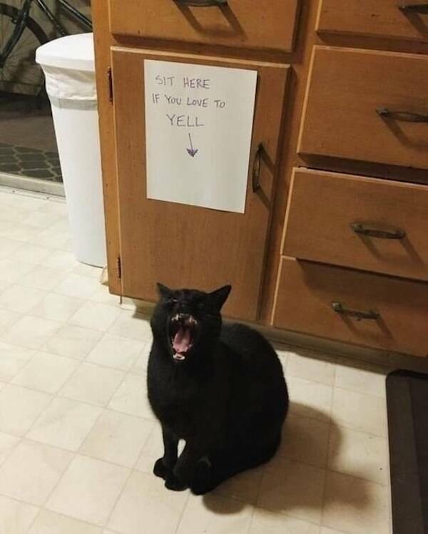 Photos That Remind Me My Cat Is Actually Cute