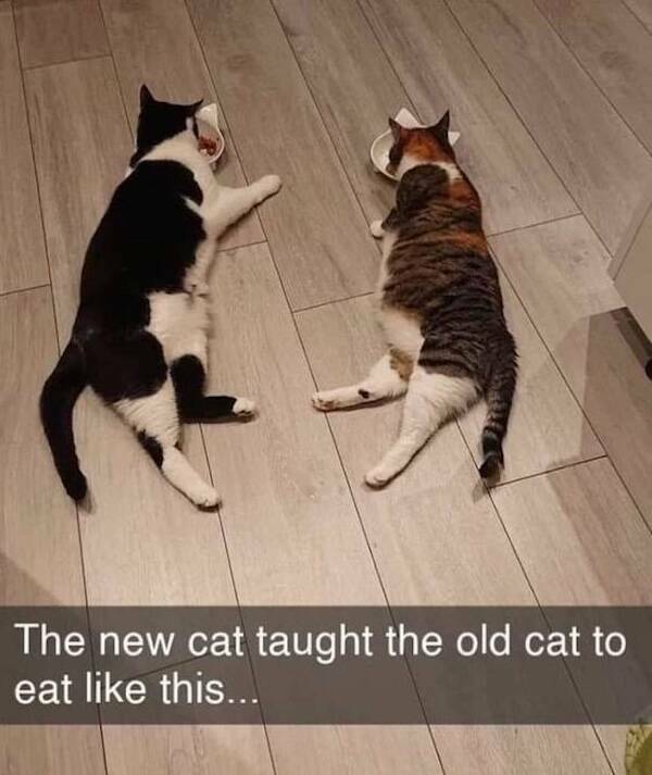 Photos That Remind Me My Cat Is Actually Cute