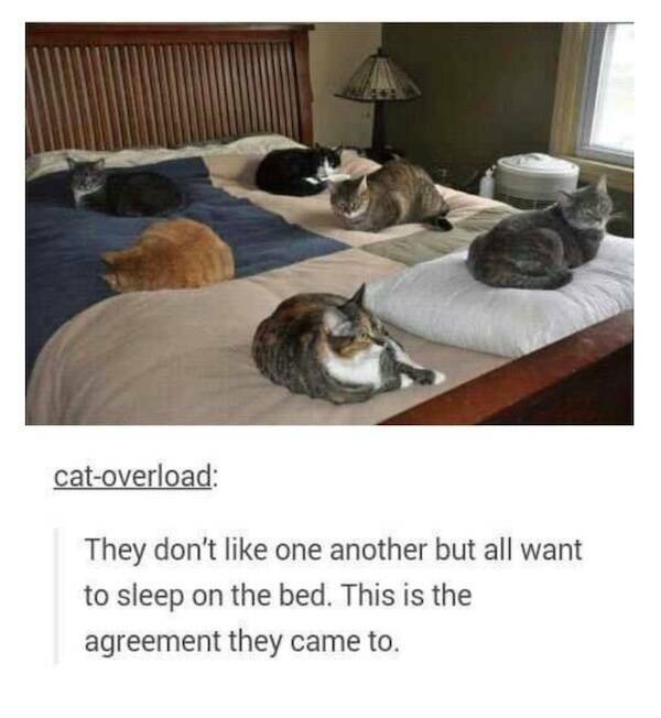 Photos That Remind Me My Cat Is Actually Cute