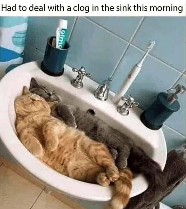 Photos That Remind Me My Cat Is Actually Cute