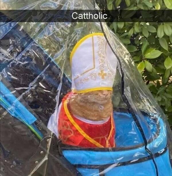 Photos That Remind Me My Cat Is Actually Cute