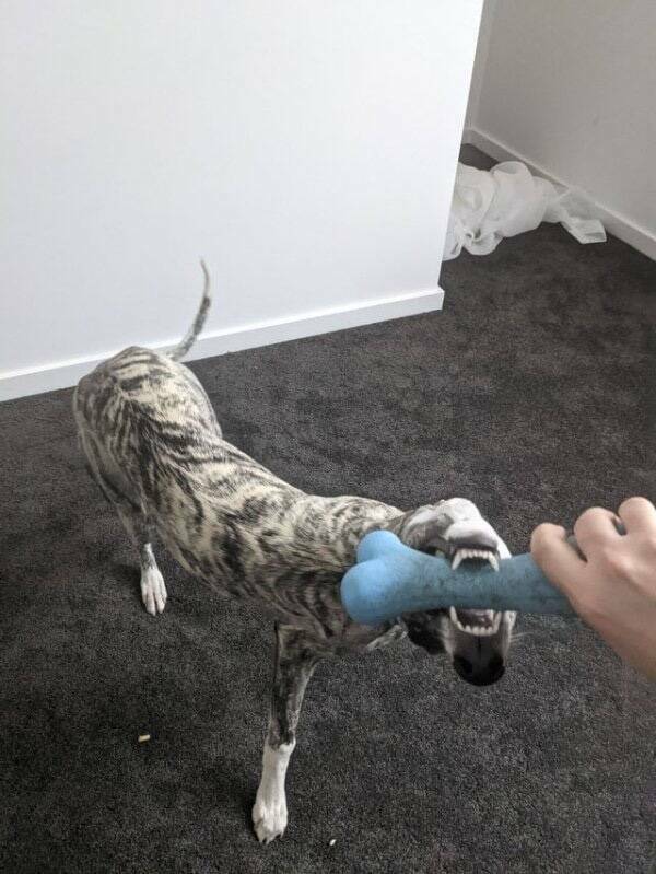 Visual Nonsense For The Boldest Minds