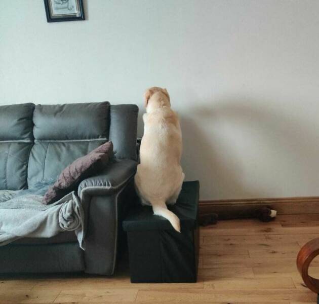 The Work-From-Home Struggle