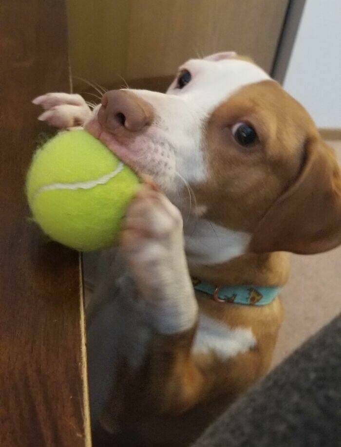 The Work-From-Home Struggle