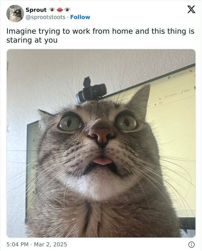 The Work-From-Home Struggle