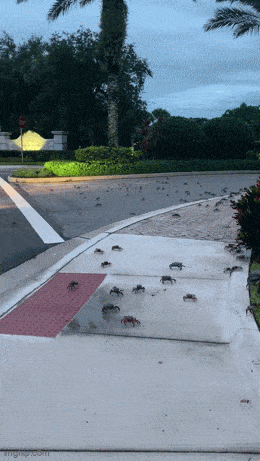 Daily Gifdump Daily Gifdump