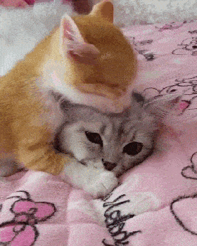 Daily Gifdump Daily Gifdump