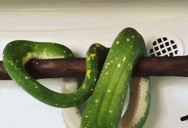 Daily Gifdump Daily Gifdump