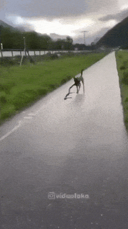 Daily Gifdump Daily Gifdump