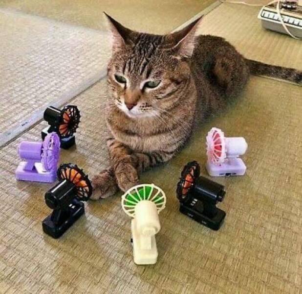 Sneaky Cat Moments That Prove They’re Secretly In Charge