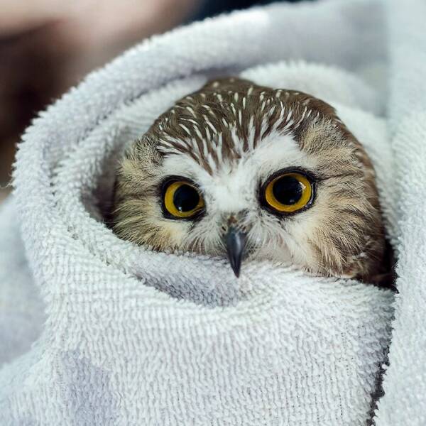 When Owls Tried To Look Fierce But Ended Up Looking Adorably Confused