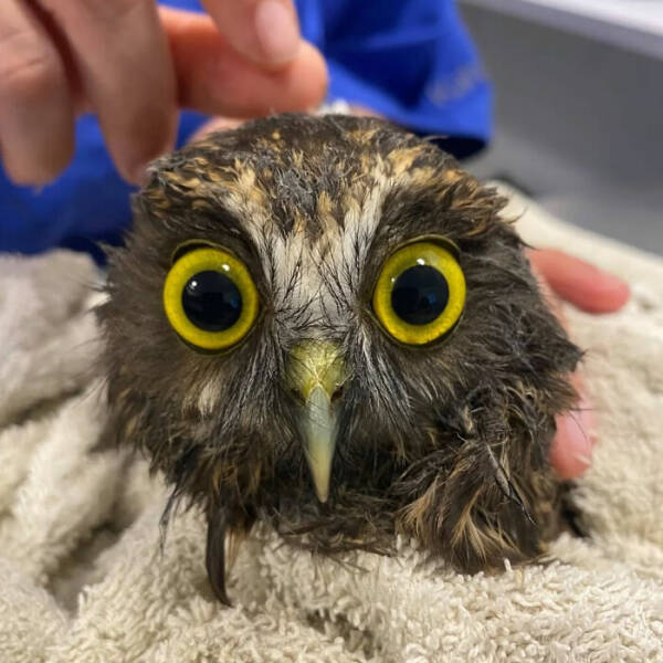 When Owls Tried To Look Fierce But Ended Up Looking Adorably Confused