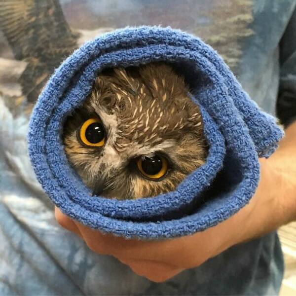 When Owls Tried To Look Fierce But Ended Up Looking Adorably Confused