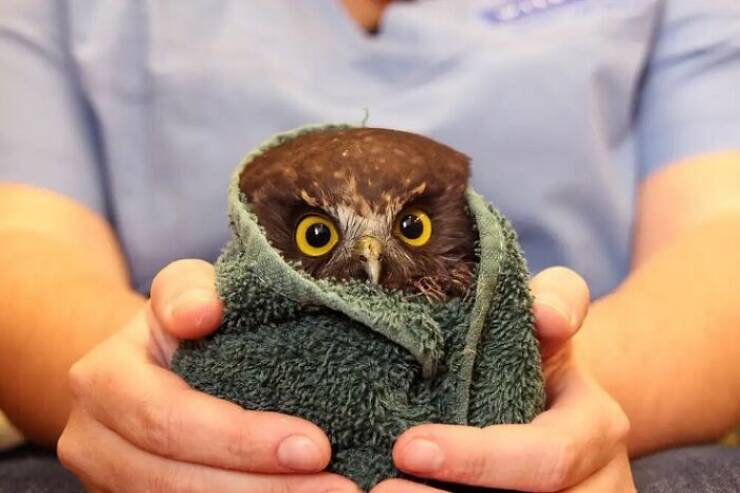 When Owls Tried To Look Fierce But Ended Up Looking Adorably Confused