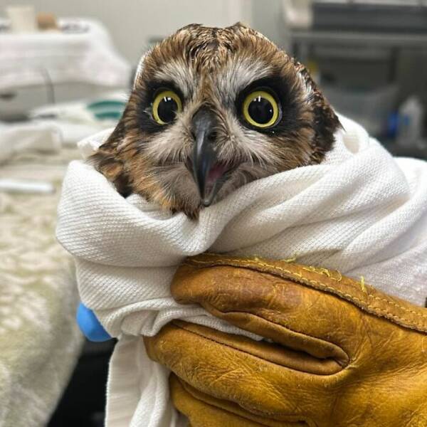 When Owls Tried To Look Fierce But Ended Up Looking Adorably Confused