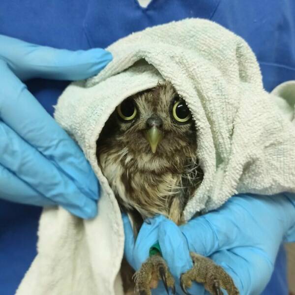When Owls Tried To Look Fierce But Ended Up Looking Adorably Confused