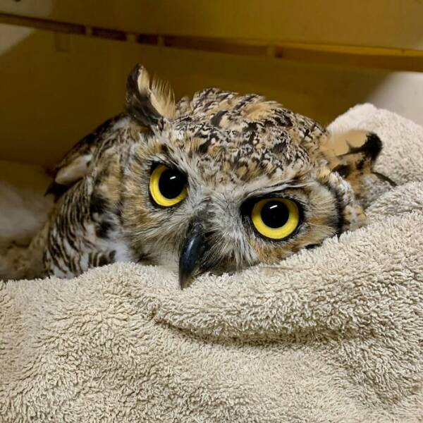 When Owls Tried To Look Fierce But Ended Up Looking Adorably Confused