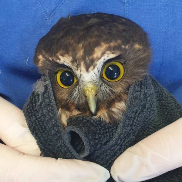 When Owls Tried To Look Fierce But Ended Up Looking Adorably Confused