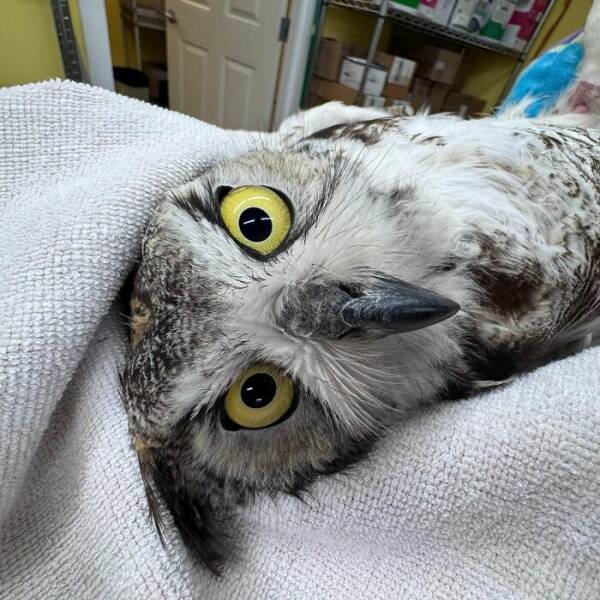 When Owls Tried To Look Fierce But Ended Up Looking Adorably Confused