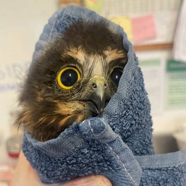 When Owls Tried To Look Fierce But Ended Up Looking Adorably Confused