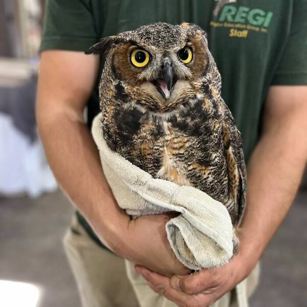 When Owls Tried To Look Fierce But Ended Up Looking Adorably Confused