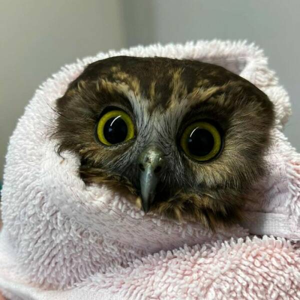 When Owls Tried To Look Fierce But Ended Up Looking Adorably Confused