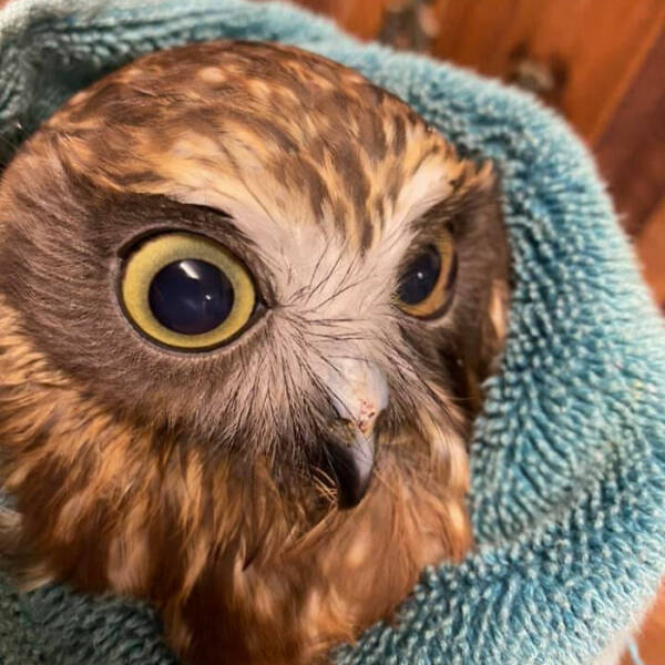 When Owls Tried To Look Fierce But Ended Up Looking Adorably Confused
