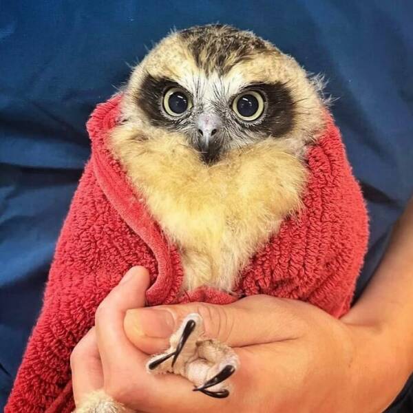 When Owls Tried To Look Fierce But Ended Up Looking Adorably Confused