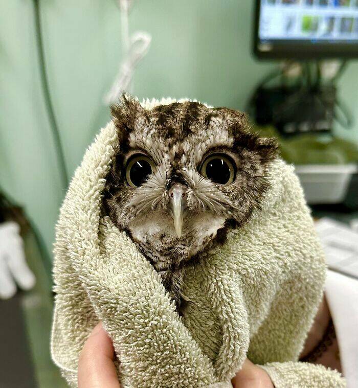 When Owls Tried To Look Fierce But Ended Up Looking Adorably Confused