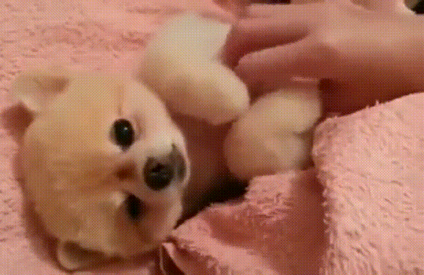 Daily Gifdump Daily Gifdump