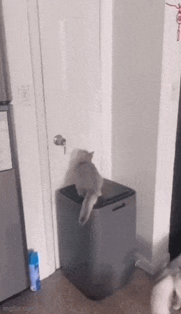 Daily Gifdump Daily Gifdump